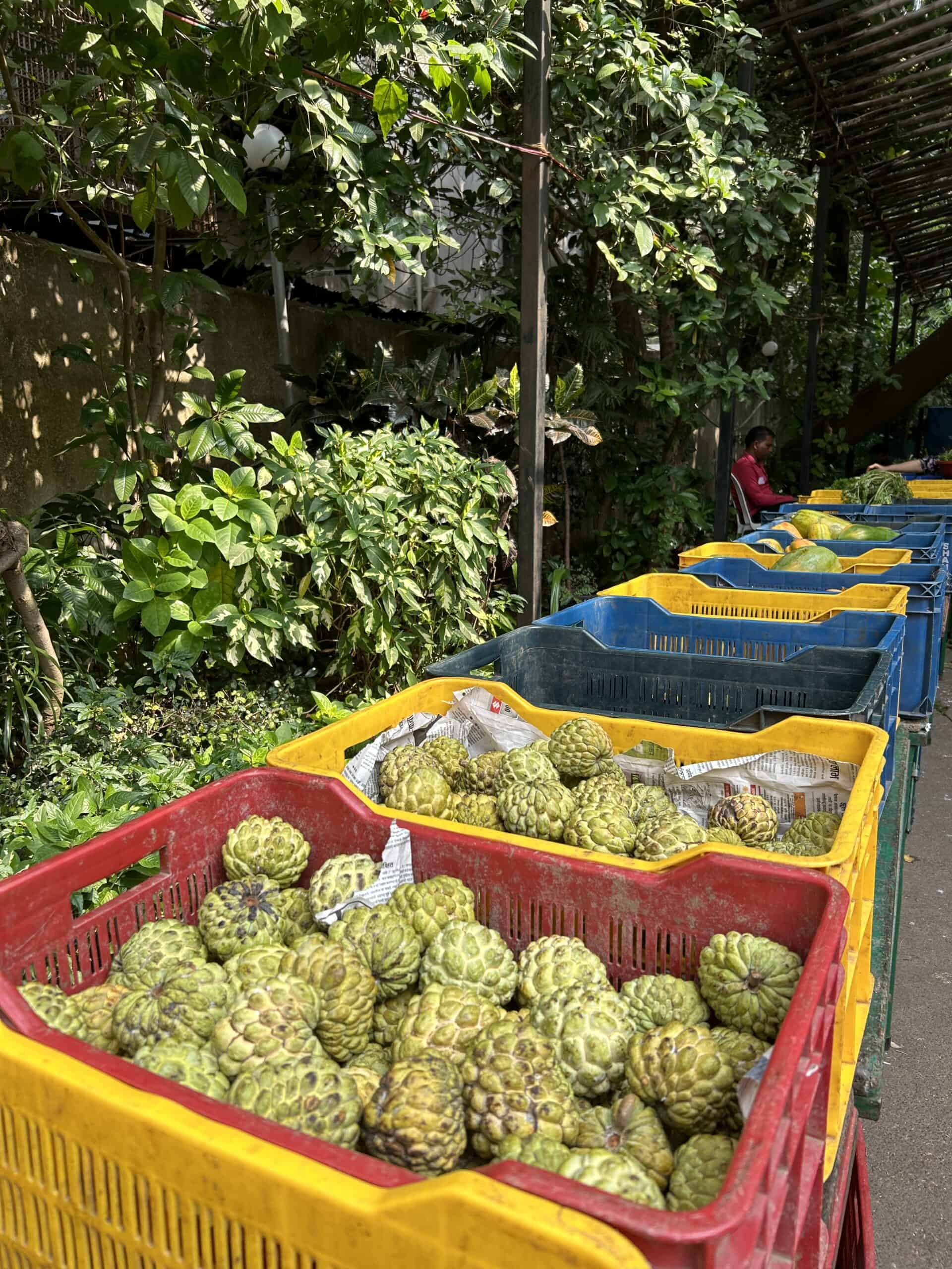 Ecofriendly things to do in Mumbai, India Sustainable Cities