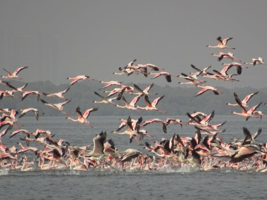 mumbai flamingoes