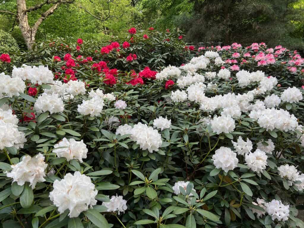 rhododendrons amsterdam
