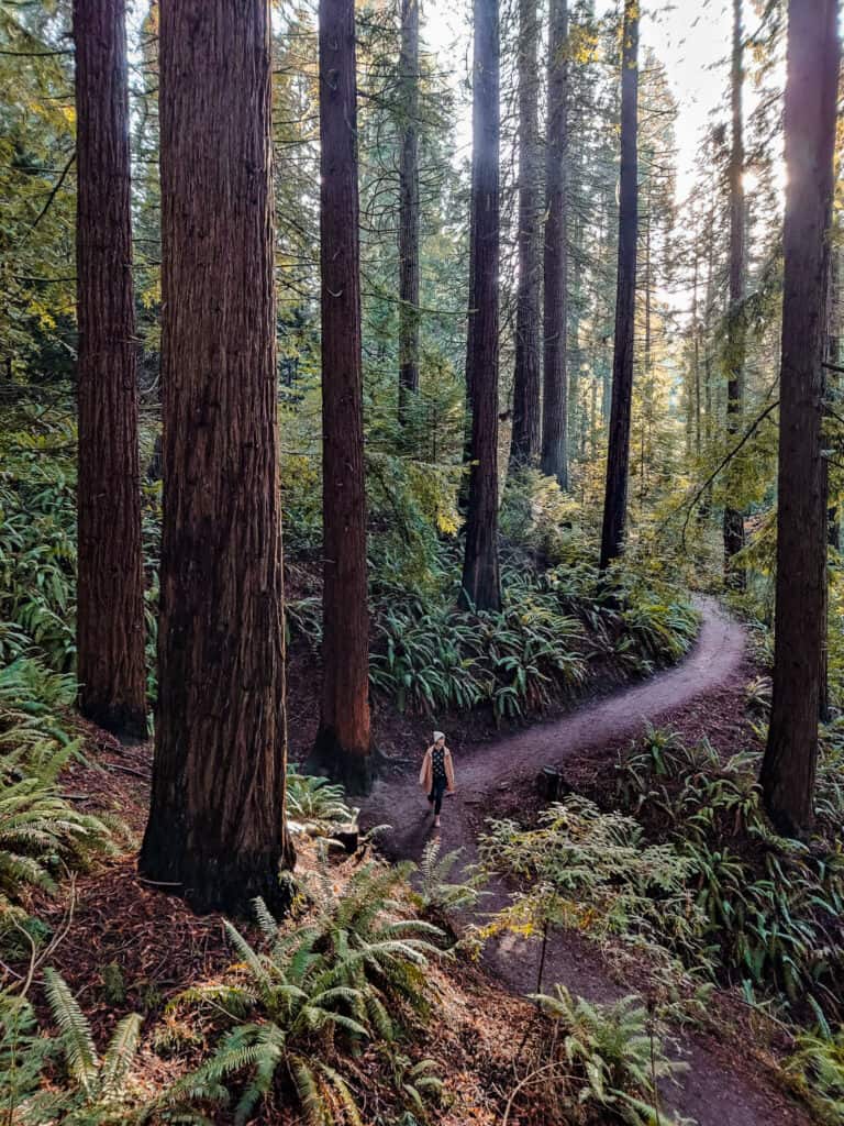 where to see giant redwoods in portland
